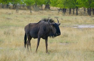 708 Namibia Okt 2006 Streifengnu.JPG